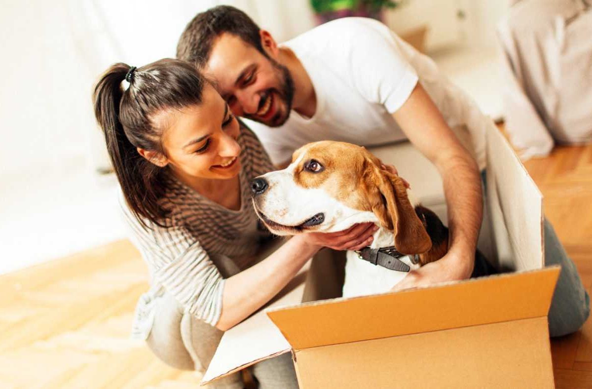 reduce pet moving stress