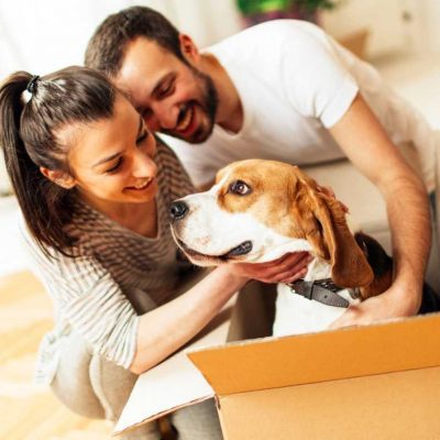 reduce pet moving stress