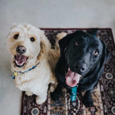 Two dogs waiting to see how your moving with a pet to New Jersey is going to turn out.