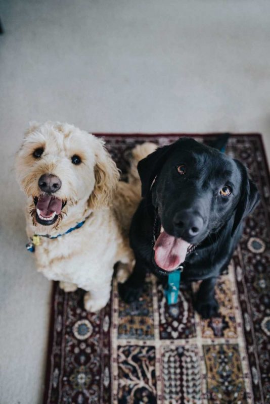 Two dogs waiting to see how your moving with a pet to New Jersey is going to turn out.