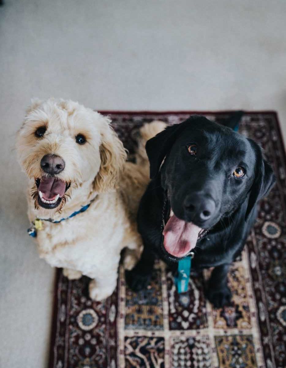 Two dogs waiting to see how your moving with a pet to New Jersey is going to turn out.